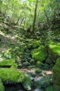 Moss forest in Yakushima Island