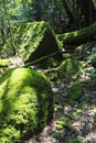 Moss forest in Yakushima Island