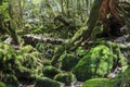 Moss forest in Yakushima Island