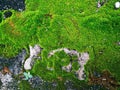 Green moss texture and bushy lichen cover on an old gray stone Royalty Free Stock Photo