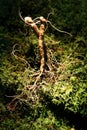 Moss and fresh wild ginseng Royalty Free Stock Photo