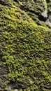 Moss on the front wall of the house Royalty Free Stock Photo