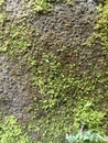 moss on the front wall of the house Royalty Free Stock Photo