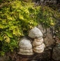 Moss and Fruiting Bodies of a Bracket Fungus on Birch