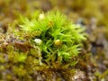 Moss Fruiting Bodies 1