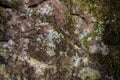 Moss fungus and lichen covered stone. Royalty Free Stock Photo