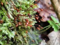 Moss gametophyte in forest