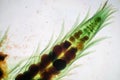 Moss gametophyte is the sexual phase in the life cycle of plants under microscope