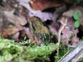 Moss gametophyte and sporophyte Royalty Free Stock Photo