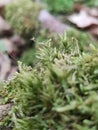 Moss gametophyte and sporophyte