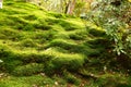 The moss garden of Ginkaku-ji