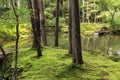 Moss garden in Kyoto