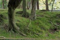 Moss garden of Saiho temple