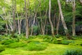 Moss garden view in Arashiyama, Kyoto Royalty Free Stock Photo