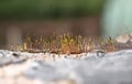 Moss and generic vegetation growing between the compact rocks of a stone wall Royalty Free Stock Photo