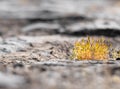 Moss and generic vegetation growing between the compact rocks of a stone wall Royalty Free Stock Photo