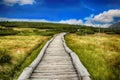 Moss in Giant mountains in National park in Czech republic Royalty Free Stock Photo