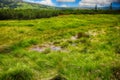 Moss in Giant mountains in National park in Czech republic Royalty Free Stock Photo