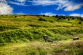 Moss in Giant mountains in National park in Czech republic Royalty Free Stock Photo