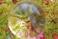 Moss in a glass sphere on a lawn