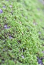 Moss Royalty Free Stock Photo