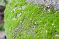 Moss Royalty Free Stock Photo
