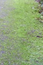 Moss Royalty Free Stock Photo