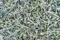 Moss and grass covered with hoar frost Royalty Free Stock Photo