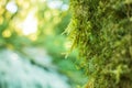 moss grass covered on moist stone and ground, see to freshy. Close up