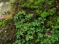 moss and grass growing on the surface of rocks Royalty Free Stock Photo