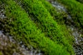 Moss and grass in the stream