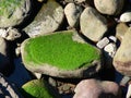 Moss green