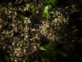Moss or green algae that grows on the surface of white coral rocks Royalty Free Stock Photo