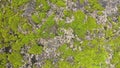 Moss green background texture