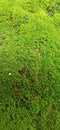 Moss green background view plant