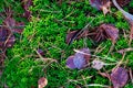 Moss green, brown leaves and pine needles autumn background Royalty Free Stock Photo