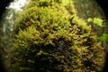 Green moss bark tree