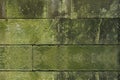 Moss green grass background texture Royalty Free Stock Photo