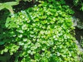 moss and green grass growing on the old wall