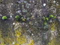 Moss green grass and lichen grows on stone rock with Royalty Free Stock Photo