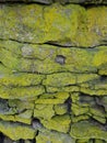 Moss green lichen lawny virid stone rock surface background pattern wall blocks masonry setting