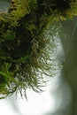 Moss Green on a long wooden rod. Royalty Free Stock Photo