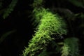 Moss Green on a long wooden rod. Royalty Free Stock Photo