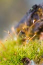 Moss Royalty Free Stock Photo