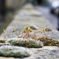 Moss green spore capsules on red stalks on sandstone wall Royalty Free Stock Photo