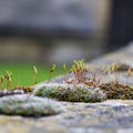 Moss green spore capsules on red stalks on sandstone wall