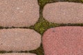 Moss and green weeds in the background between paving slabs Royalty Free Stock Photo