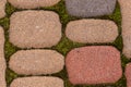 Moss and green weeds in the background between paving slabs Royalty Free Stock Photo