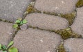 Moss and weeds in the background between paving slabs Royalty Free Stock Photo