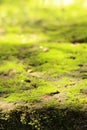 Moss on cemen at thailand